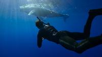 Whale With Steve Backshall